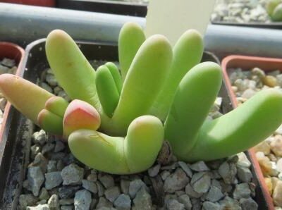 argyroderma fissum