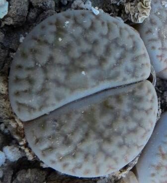 1616.34 MG lithops hookeri dabneri C 301