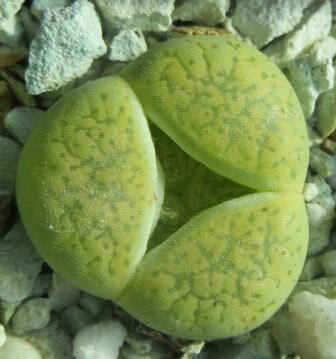 Lithops aucampiae cv Jackson's Jade