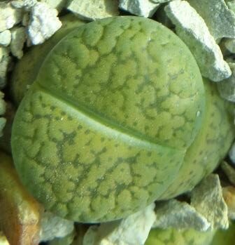 Lithops aucampiae cv Jackson's Jade
