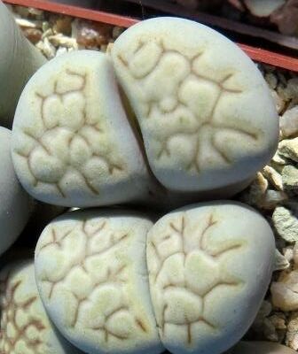 lithops julii fulleri C 203