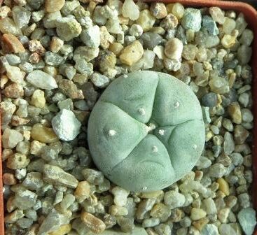 lophophora williamsii sierra paila