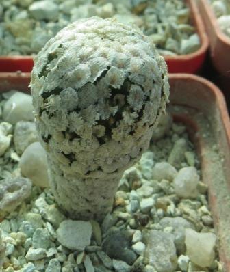 pelecyphora valdesiana