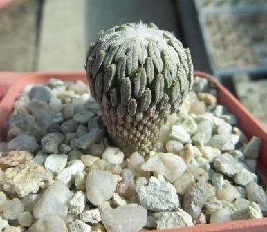 pelecyphora aselliformis
