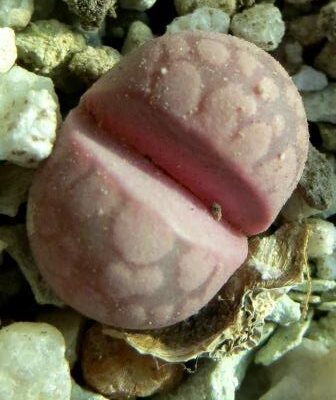 lithops otzeniana cesky granat