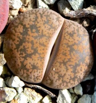lithops lesliei classic