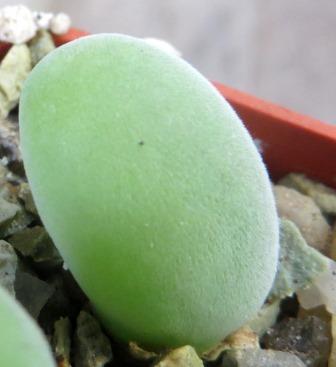 muiria hortenseae