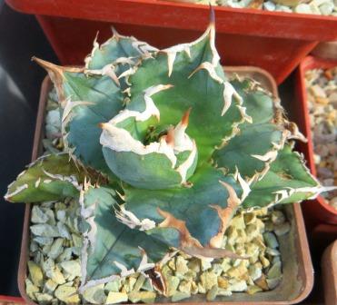 agave titanota kyoto
