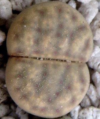 1566.5 lithops dinteri ssp frederici