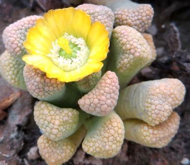 titanopsis luederitzii