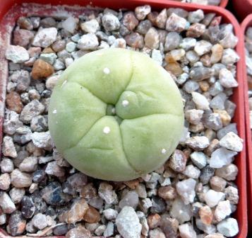 lophophora diffusa lutea