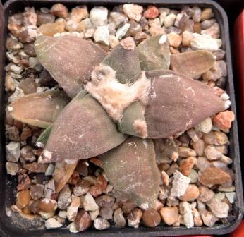 ariocarpus retusus furfuraceus own root