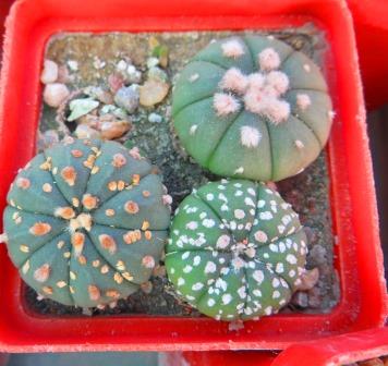 astrophytum super kabuto gold 3 шт
