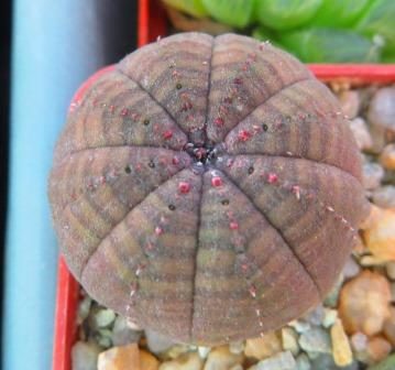 euphorbia obesa
