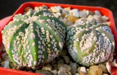 astrophytum super kabuto gold 2 шт