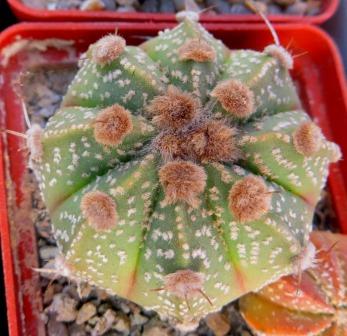 astrophytum hanazono x capricorne