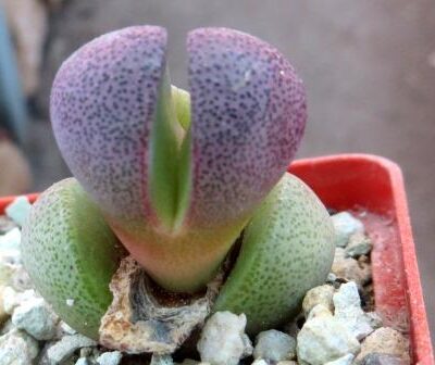 pleiospilos nelii royal flush