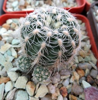gymnocalycium bruchii