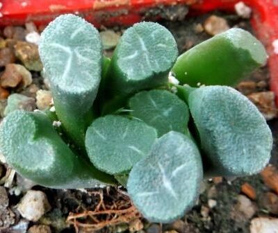 Haworthia maughanii 'Fugaku'