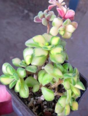 aeonium mini variegated