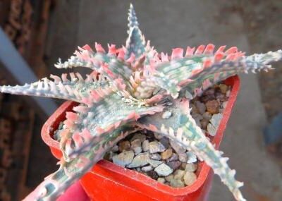aloe hybrid