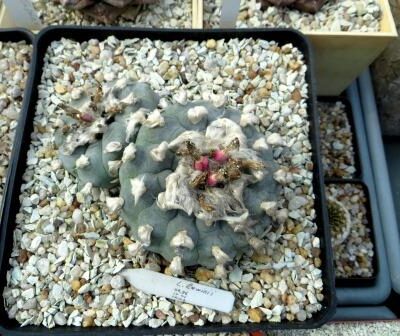 lophophora lewinii  насіння 10 шт