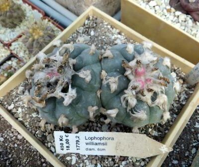 lophophora williamsii  насіння 10 шт