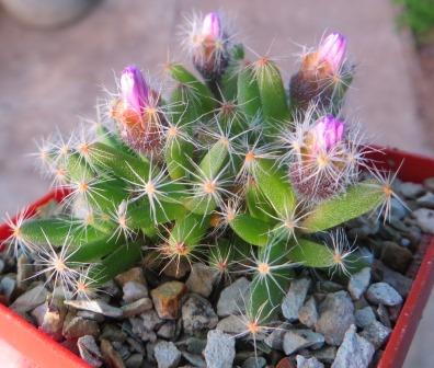 Trichodiadema densum (large clone form)
