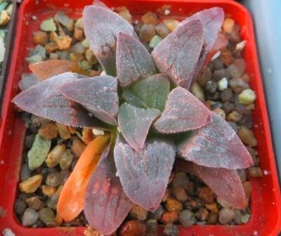 haworthia pygmaea ЮАР