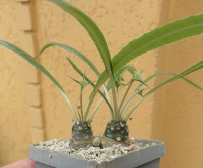 dorstenia crispa var. lancifolia