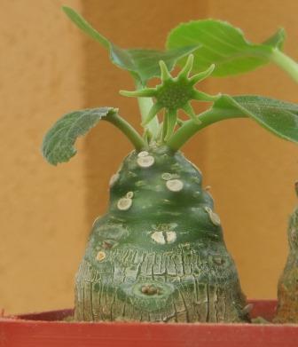 dorstenia foetida