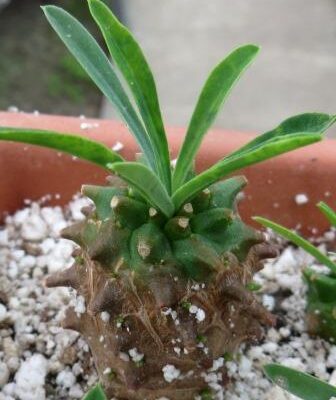 euphorbia juglans