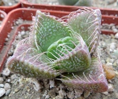 faucaria tigrina grahamstown