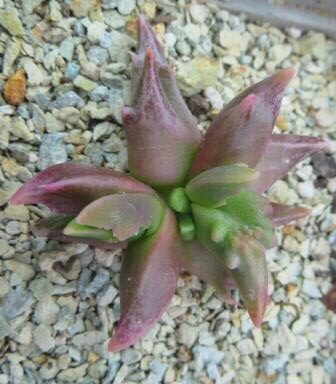 faucaria selekte