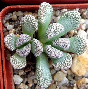 titanopsis calcarea