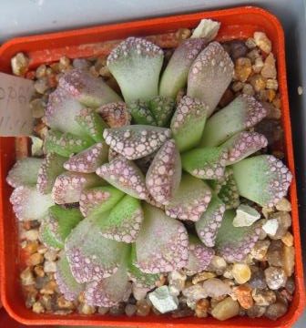 titanopsis calcarea