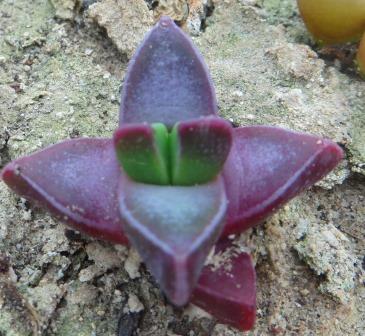 faucaria tigrina  завжди червона