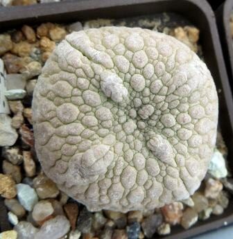 pseudolithos cubiformis