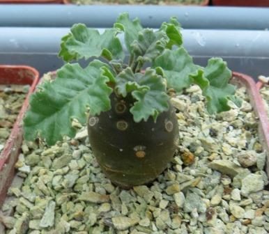 dorstenia lavrani