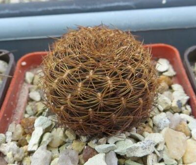 sulcorebutia arenacea HS 30