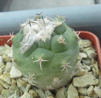 turbinicarpus lophophoroides Rio Verde