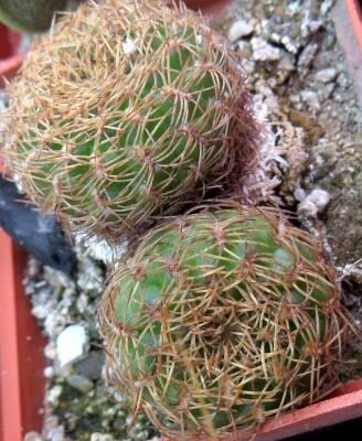 sulcorebutia candiae v kamiensis двійня