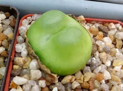 conophytum ratum sh1200