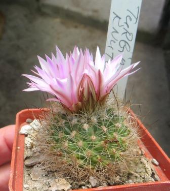 turbinicarpus knuthianus