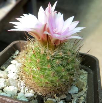 turbinicarpus knuthianus
