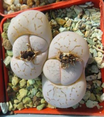 dinteranthus vanzylii lineatus