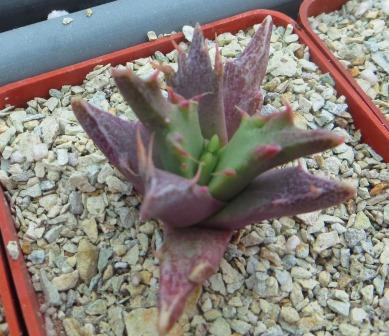faucaria selekte