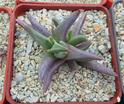 faucaria selekte