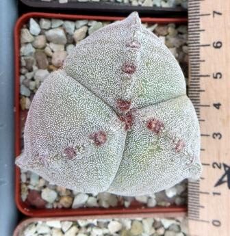 astrophytum tricostatum ball