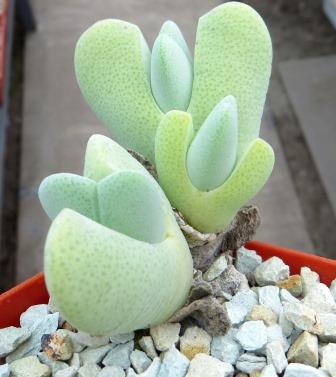 cheredopsis pilansii elisore